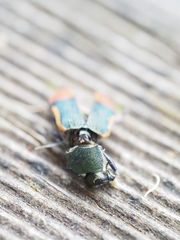 Castiarina kerremansi