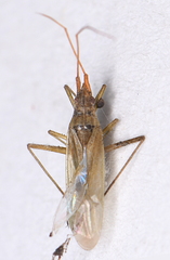Trigonotylus