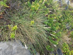 Poa astonii