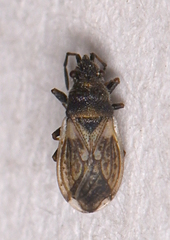 Macroplax preyssleri
