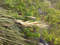 Poa astonii