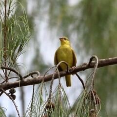 Ploceus bojeri