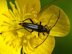 Stenurella nigra
