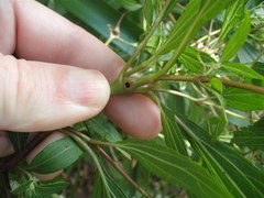 Procecidochares alani