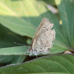 Pseudozizeeria maha okinawana