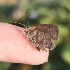 Pseudozizeeria maha okinawana