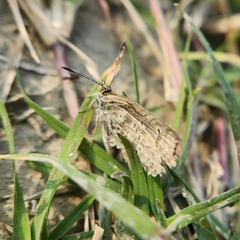 Pseudozizeeria maha okinawana