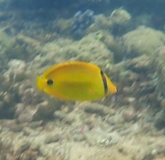 Chaetodon andamanensis