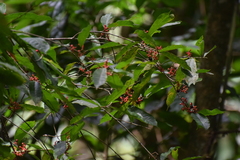 Sorocea
