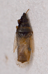 Oxycarenidae