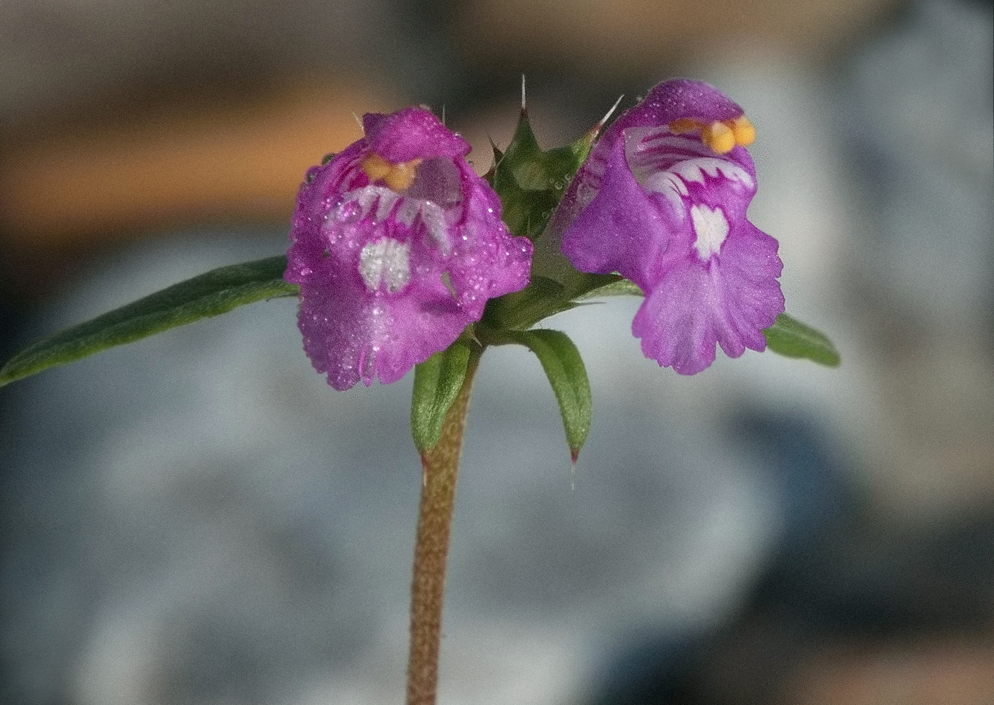 Galeopsis angustifolia