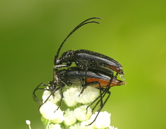 Stenurella nigra