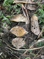 Beilschmiedia tarairi