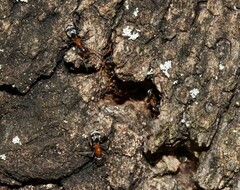 Liometopum microcephalum