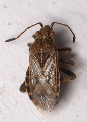 Stictopleurus crassicornis