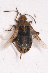 Stictopleurus crassicornis