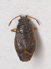 Stygnocoris