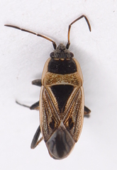 Xanthochilus quadratus