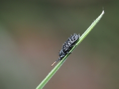 Hispellinus multispinosus