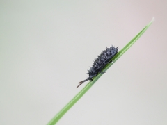 Hispellinus multispinosus