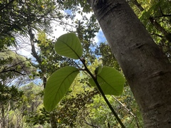 Beilschmiedia tarairi