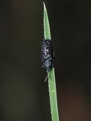 Hispellinus multispinosus