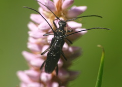 Stenurella nigra