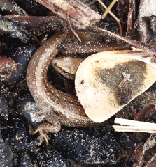 Oligosoma smithi