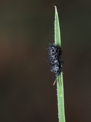 Hispellinus multispinosus