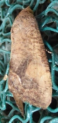 Hypocala deflorata
