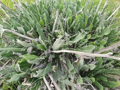 Anchusa strigosa