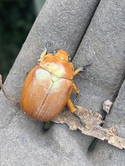 Anoplognathus viriditarsis