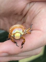 Anoplognathus viriditarsis