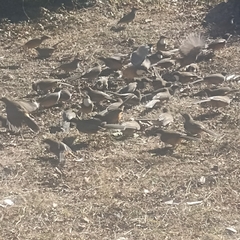 Pterorhinus albogularis