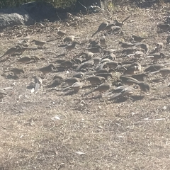 Pterorhinus albogularis