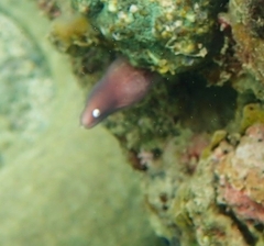 Gymnothorax thyrsoideus