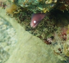 Gymnothorax thyrsoideus