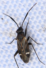 Cremnocephalus alpestris
