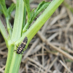 Cheilomenes sexmaculata