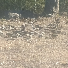 Pterorhinus albogularis