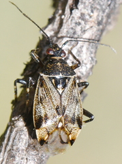 Deraeocoris annulipes