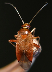 Mirinae