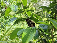 Protogoniomorpha cytora