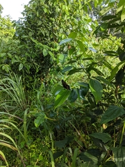 Protogoniomorpha cytora