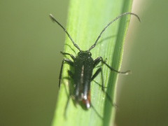 Stenurella nigra