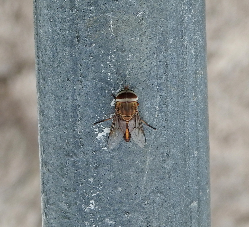 Tabanus striatus (Tabanus striatus)