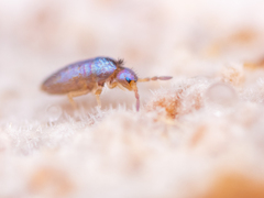 Lepidocyrtus cyaneus