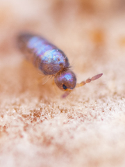 Lepidocyrtus cyaneus