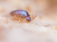 Lepidocyrtus cyaneus