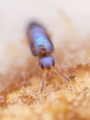 Lepidocyrtus cyaneus